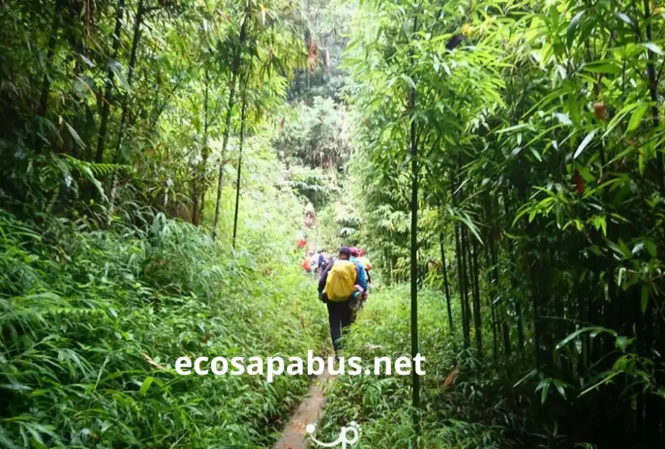 Discover Hiking in Sapa with Hanoi to Sapa Limousine