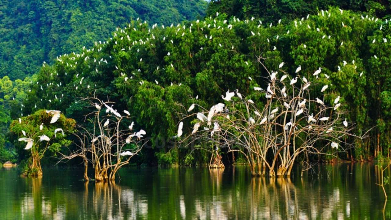 Ninh Binh Travel Guide 2026: Scams, Tips & Halong on Land Thung Nham bird park at sunset
