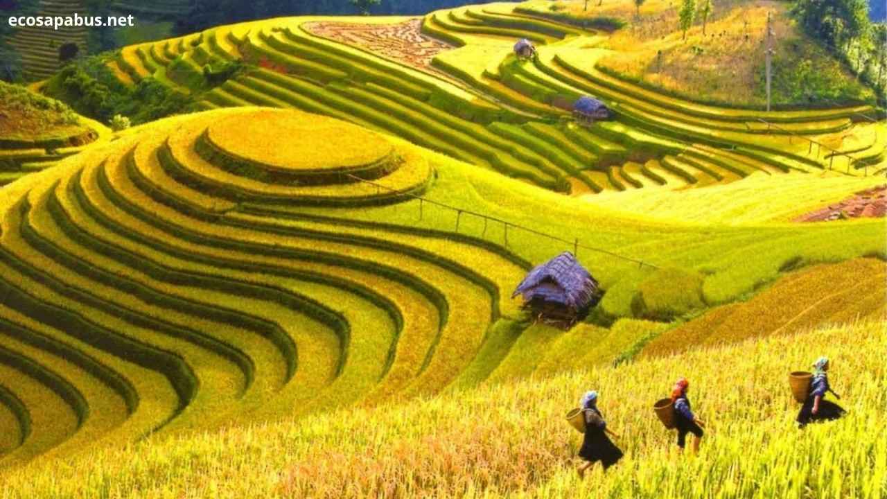 Lao Chai Village Sapa Vietnam — Black Hmong village rice terraces Muong Hoa Valley