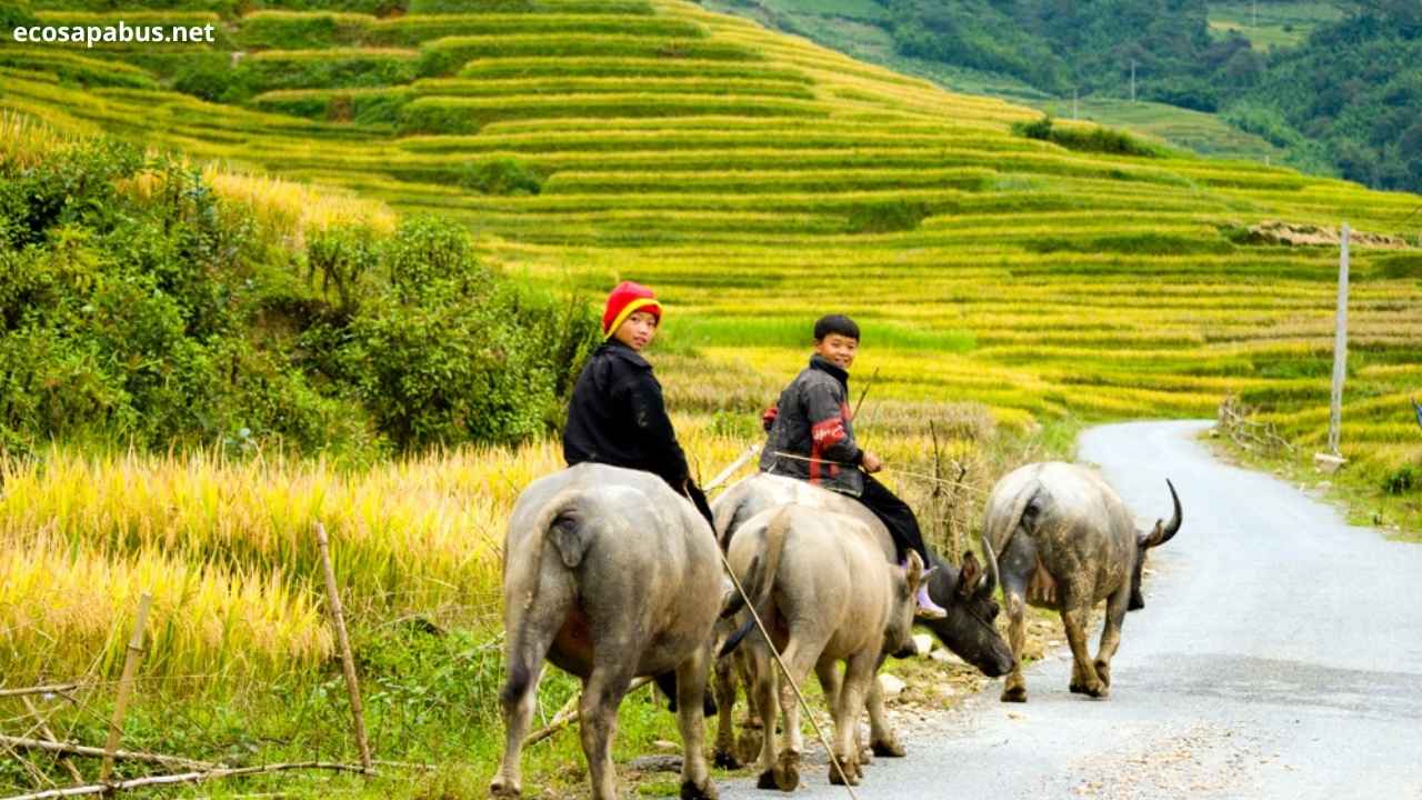 Ta Van Village terraced fields Muong Hoa River Sapa