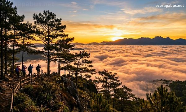 Da Lat pine forest at sunrise