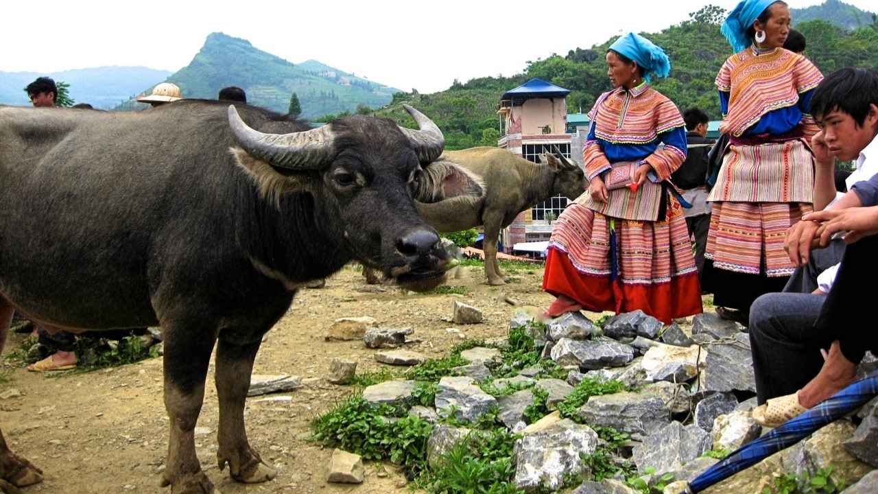 All Sapa tours VIP limousine EcoSapa Bus listing
