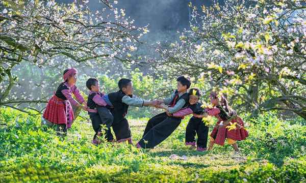 Moc Chau plateau flowers tea fields Vietnam