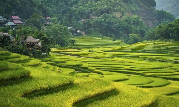 Pu Luong nature reserve rice terraces Vietnam