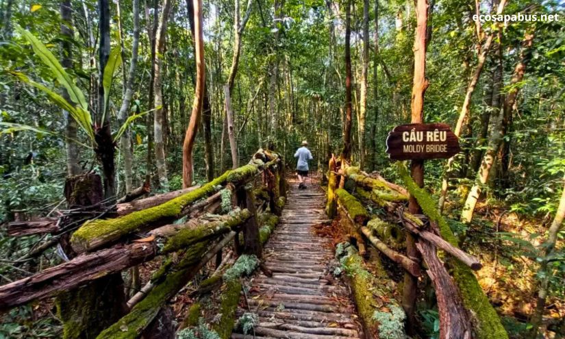 Phu Quoc National Park jungle trekking trail Vietnam — pristine tropical forest