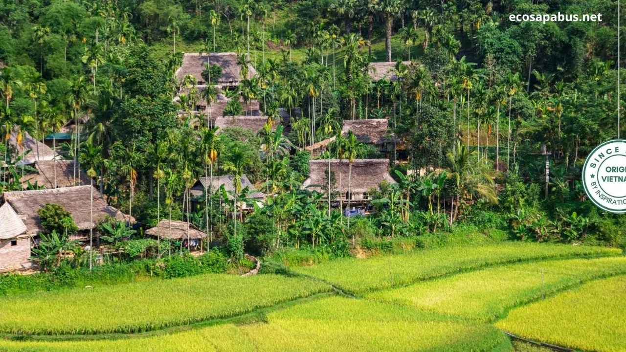 Pu Luong rice terraces emerald green with bamboo waterwheels
