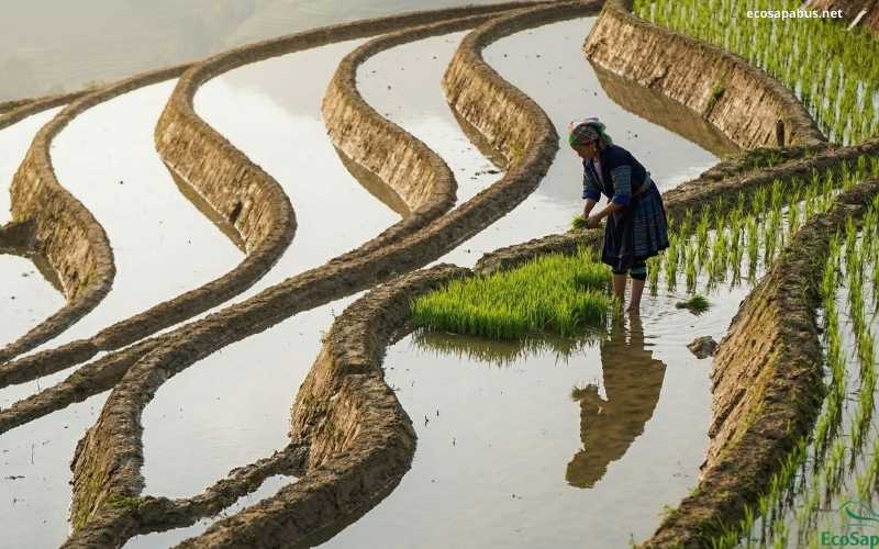 Sapa rice terraces trekking tour from Hanoi — EcoSapa Bus 5-day Sapa and Ha Long Bay combo