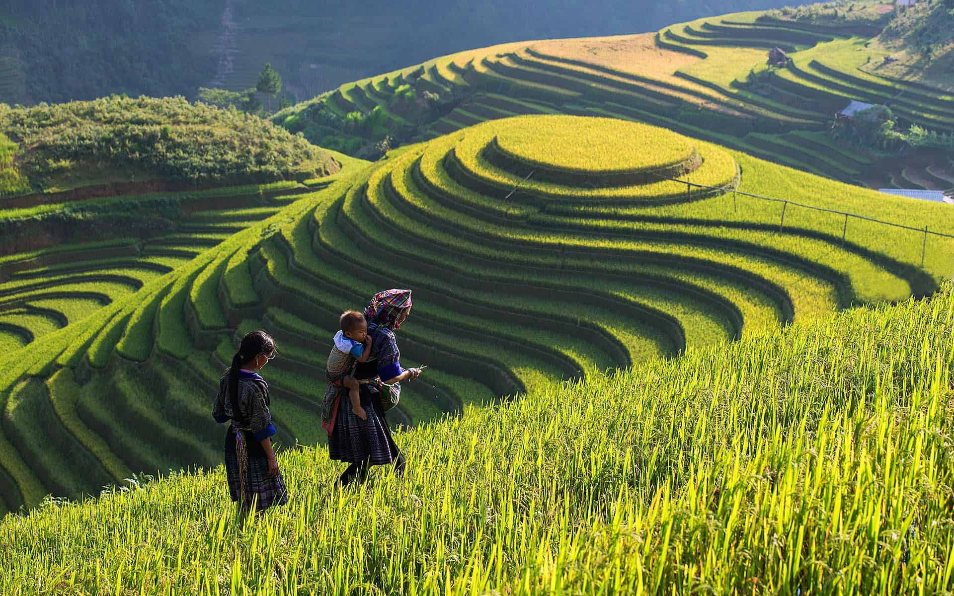 Golden Sapa rice terraces in harvest season with mountain valley scenery