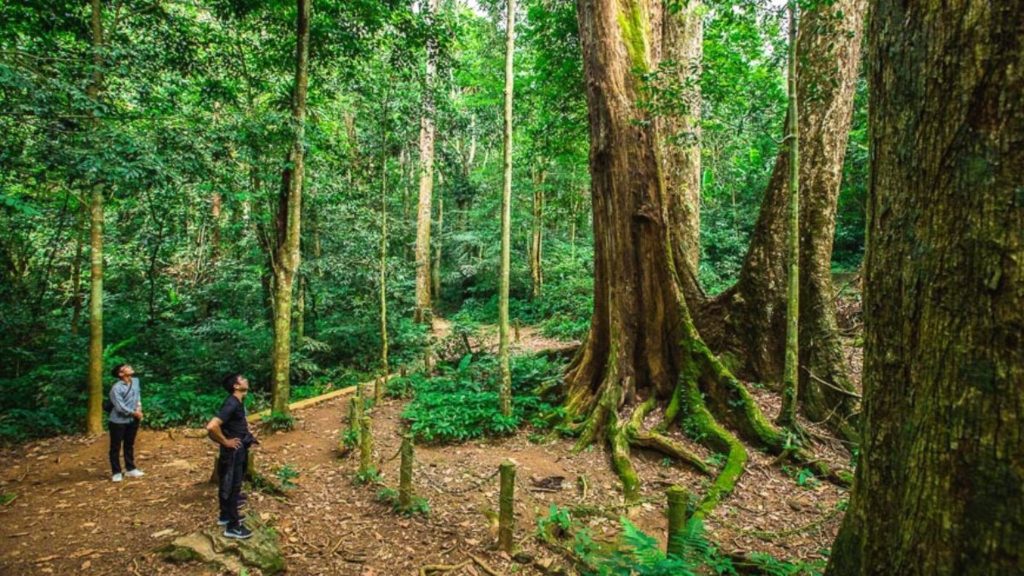 1000 Year Old Tree In Cuc Phuong National Park