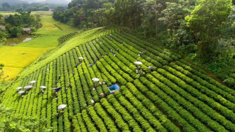 Arrive In Thai Nguyen Province The Land Of Tea Hills
