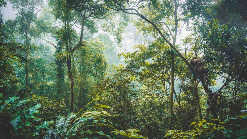 Cuc Phuong National Park