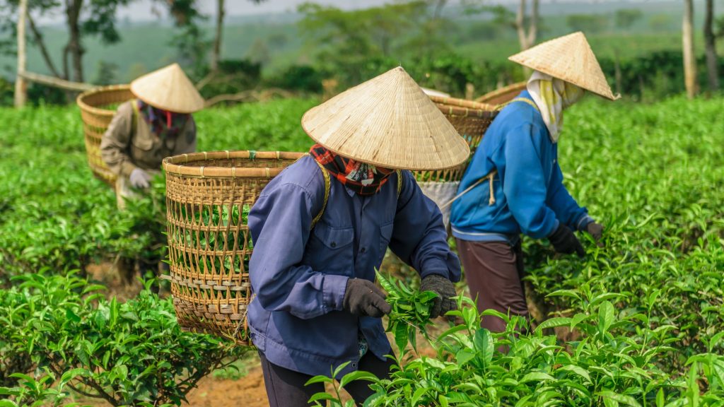 Experience Hands On Tea Picking With Locals in Tea Farm Experience & Return to Hanoi