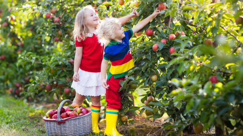 Explore Gardens Full Of Fruit