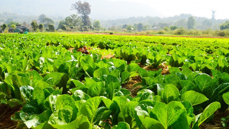 Explore Lush Vegetable Farms And Discover Vietnam’s Countryside Charm