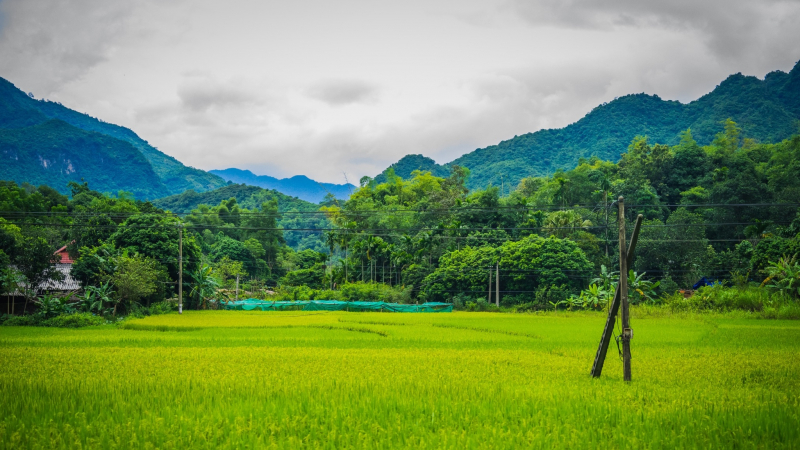Greenery Ricefield In Mai Chau