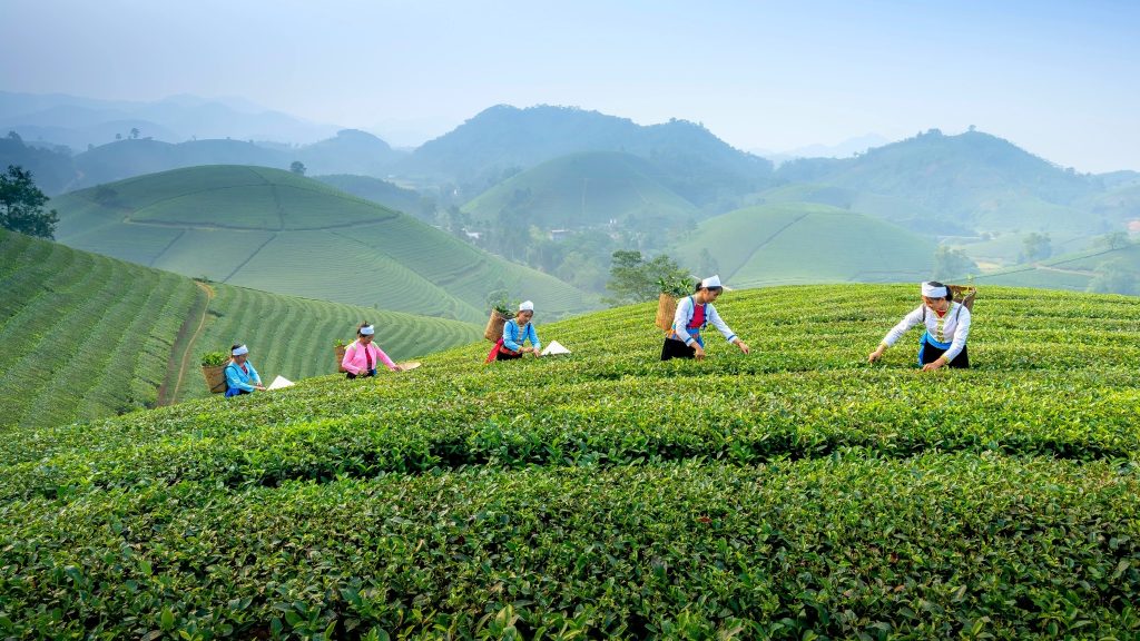 Hanoi to Thai Nguyen - Family’s Taste of Tea & Culture 2 days – EcoSapa Bus