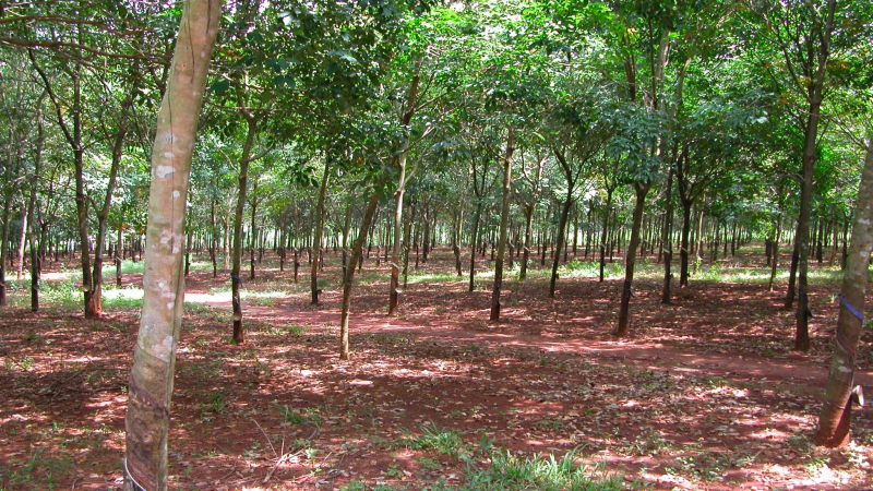 Long Tan Rubber Forest Battlefield