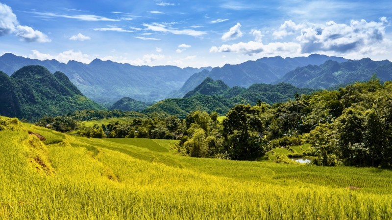 Magnificent Golden Rice Field In Pu Luong