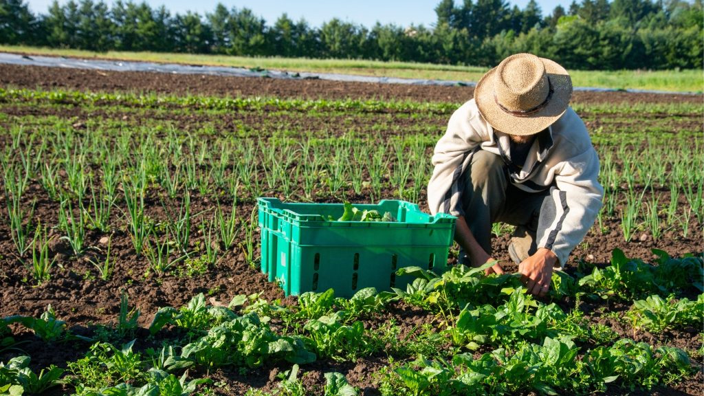 Manh Farm & Cooking Class in Hanoi Half Day – EcoSapa Bus