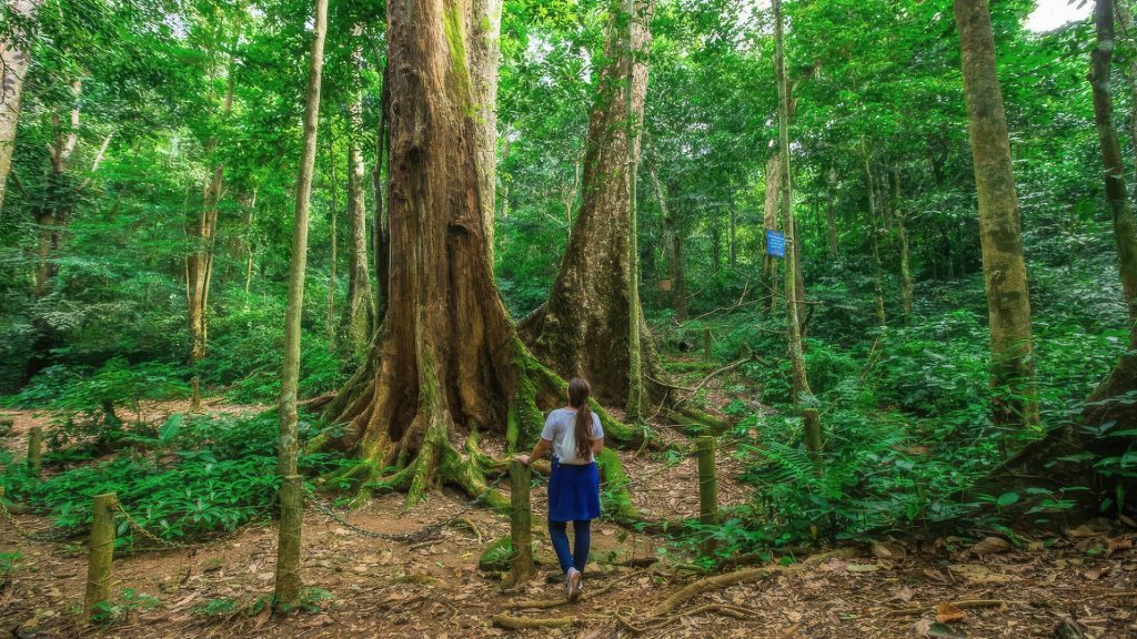 Marvel At Centuries Old Trees In Cuc Phuong National Park