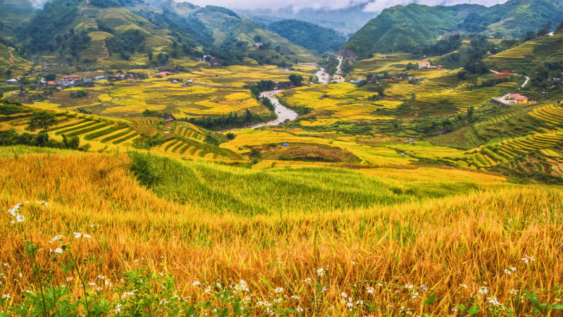 Overwhelmed By The Stunning Panorama Of Terraced Fields In Ta Van Village During The Ripe Rice Season