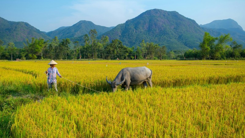 Pass Through Rice Paddies, Farms, And Village Scenery