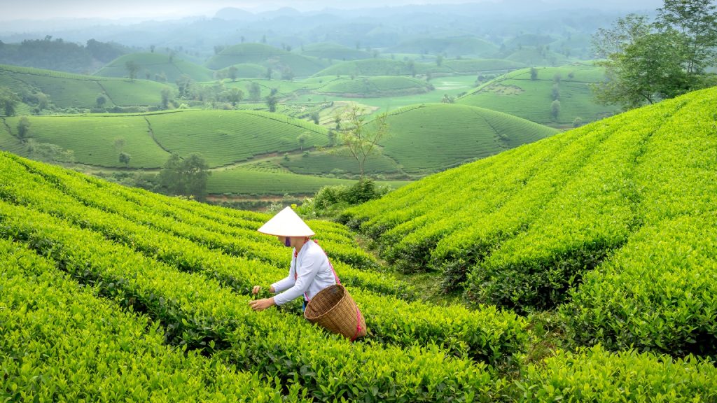 Pick Tea Leaves In Thai Nguyen And Experience Local Farming Life