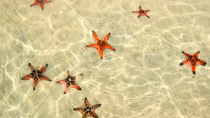 Real Starfish In Sao Beach