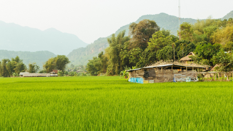Rustic Landscape Of Mai Chau