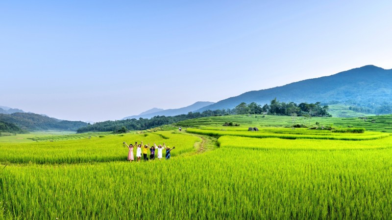 Stroll Through Peaceful Countryside Paths And Rice Fields