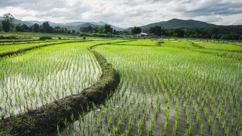 Take A Look At Peaceful Scenery With Vast Wet Rice Fields