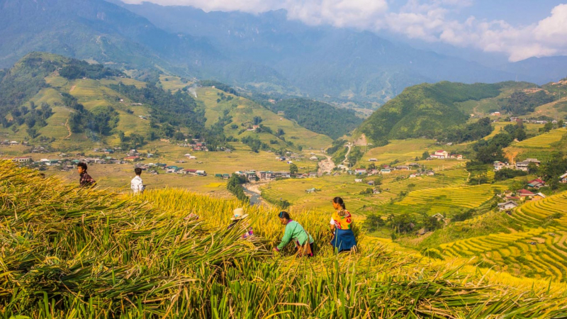 Take Some Photographs Of Massive Terraced Field in Sapa
