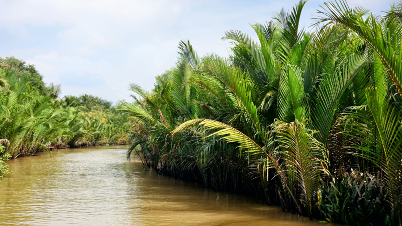 The Tranquility Scene Of Mekong Delta