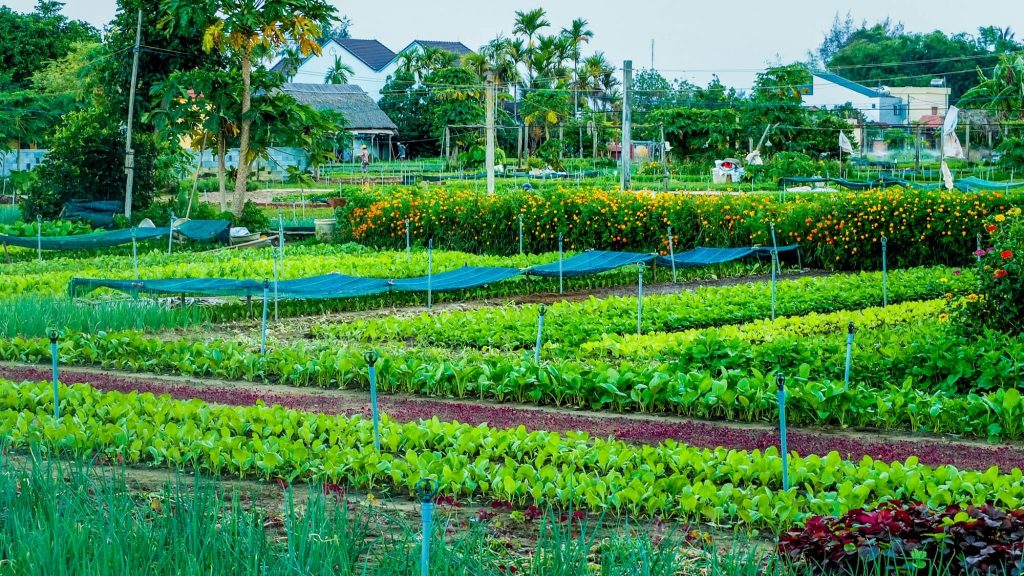 Hoi An Cooking Class Half-Day – Tra Que Village