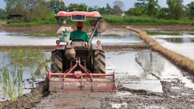 Watch Farmers Plowing The Rice Field With A Tractor