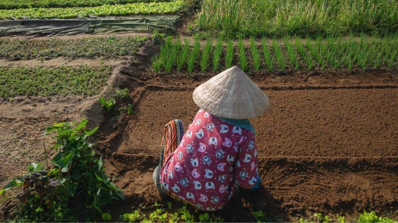 Watch Locals Harvesting The Vegetables